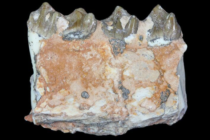 Oreodont Jaw Section With Teeth - South Dakota #82203